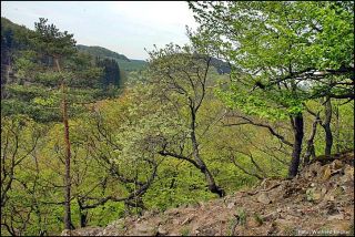 1 NSG Muehlenberg bei Adorf